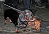 26145369.jpg